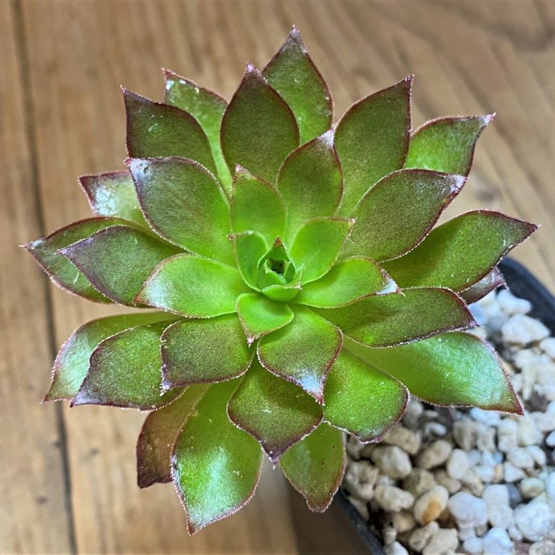 SH284673 Aeonium arboreum 'Phoenix Flame'