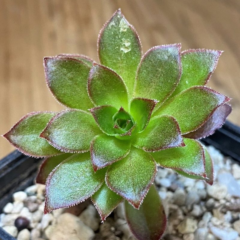 SH28468 Aeonium arboreum 'Phoenix Flame'