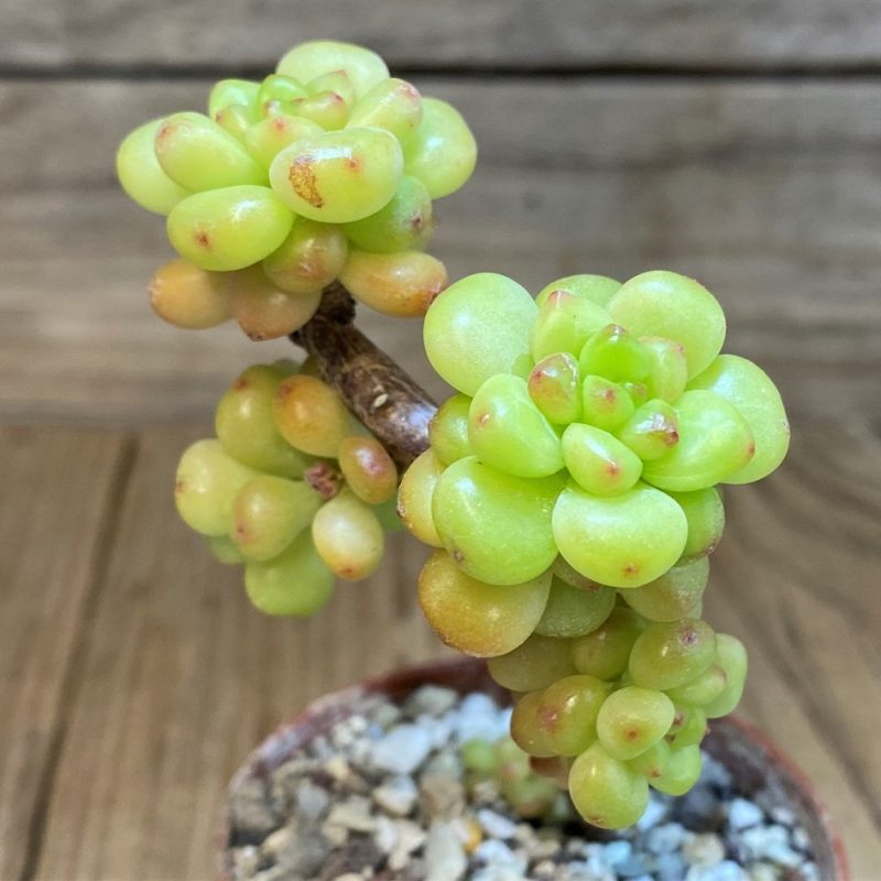 SH28469 Echeveria 'Shangry-La'