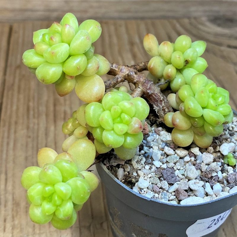 SH28470 Echeveria 'Shangry-La'