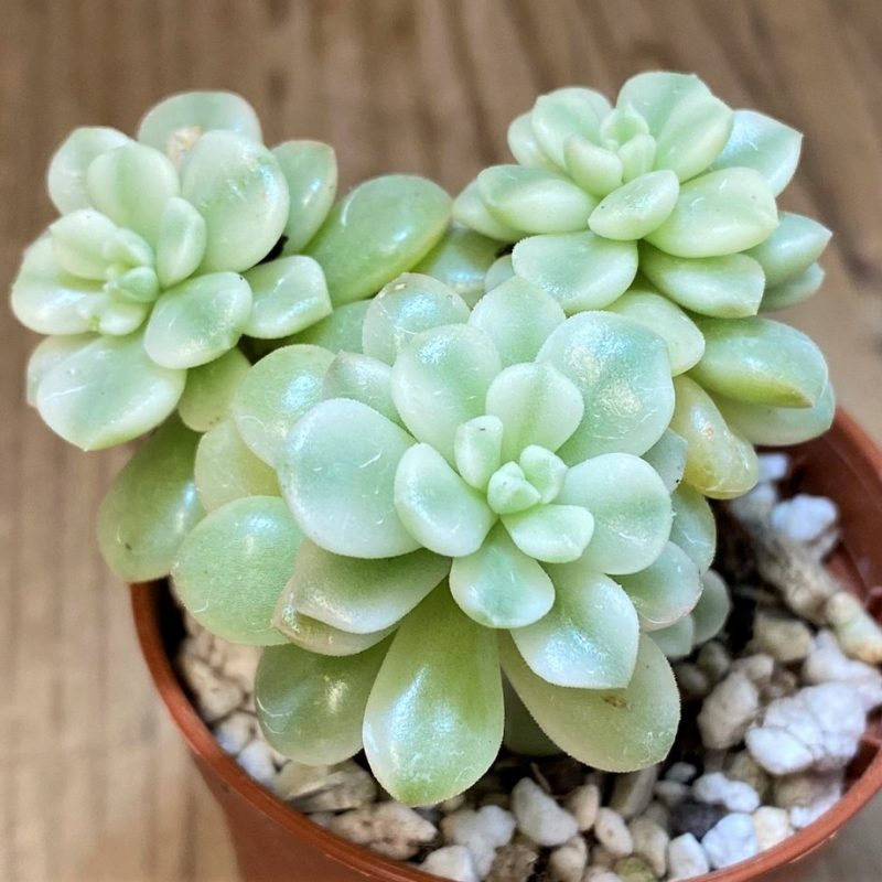 SH28472 Sedum 'Joyce Tulloch' f. variegata