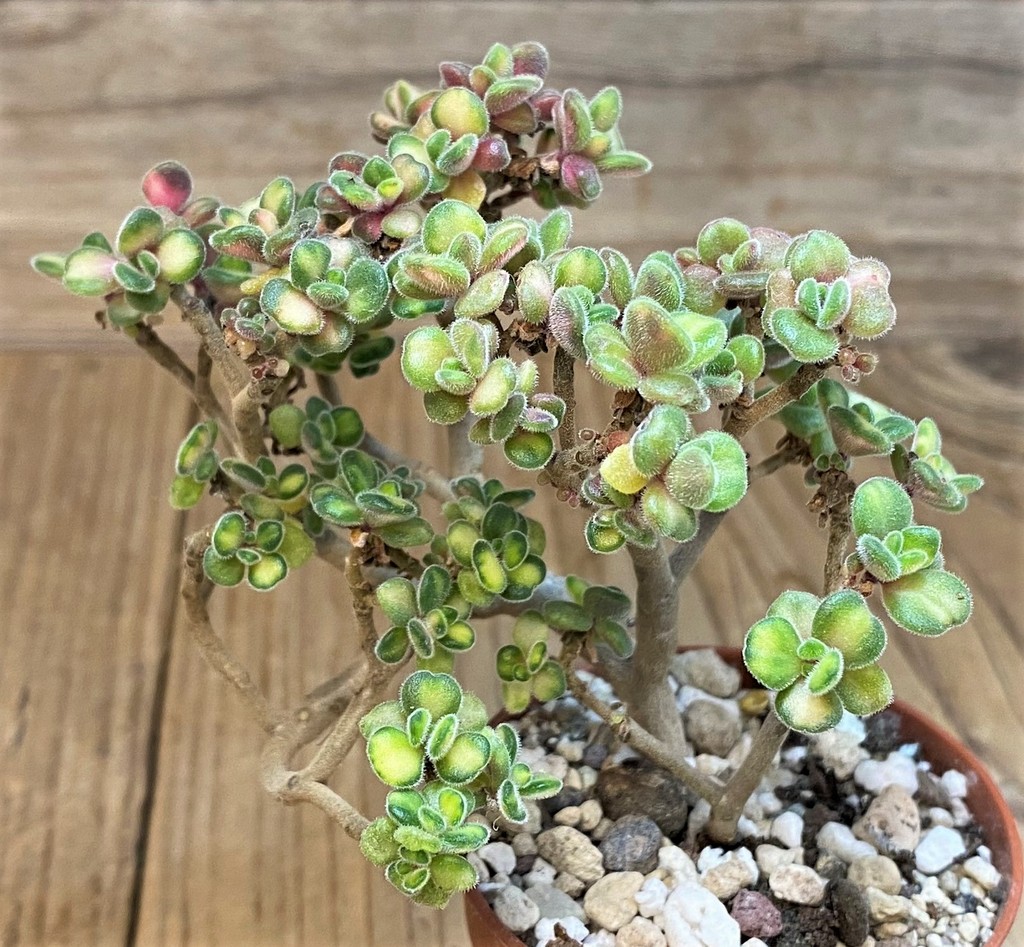 SH28473 Aeonium lindleyi f. variegata - immagine 3