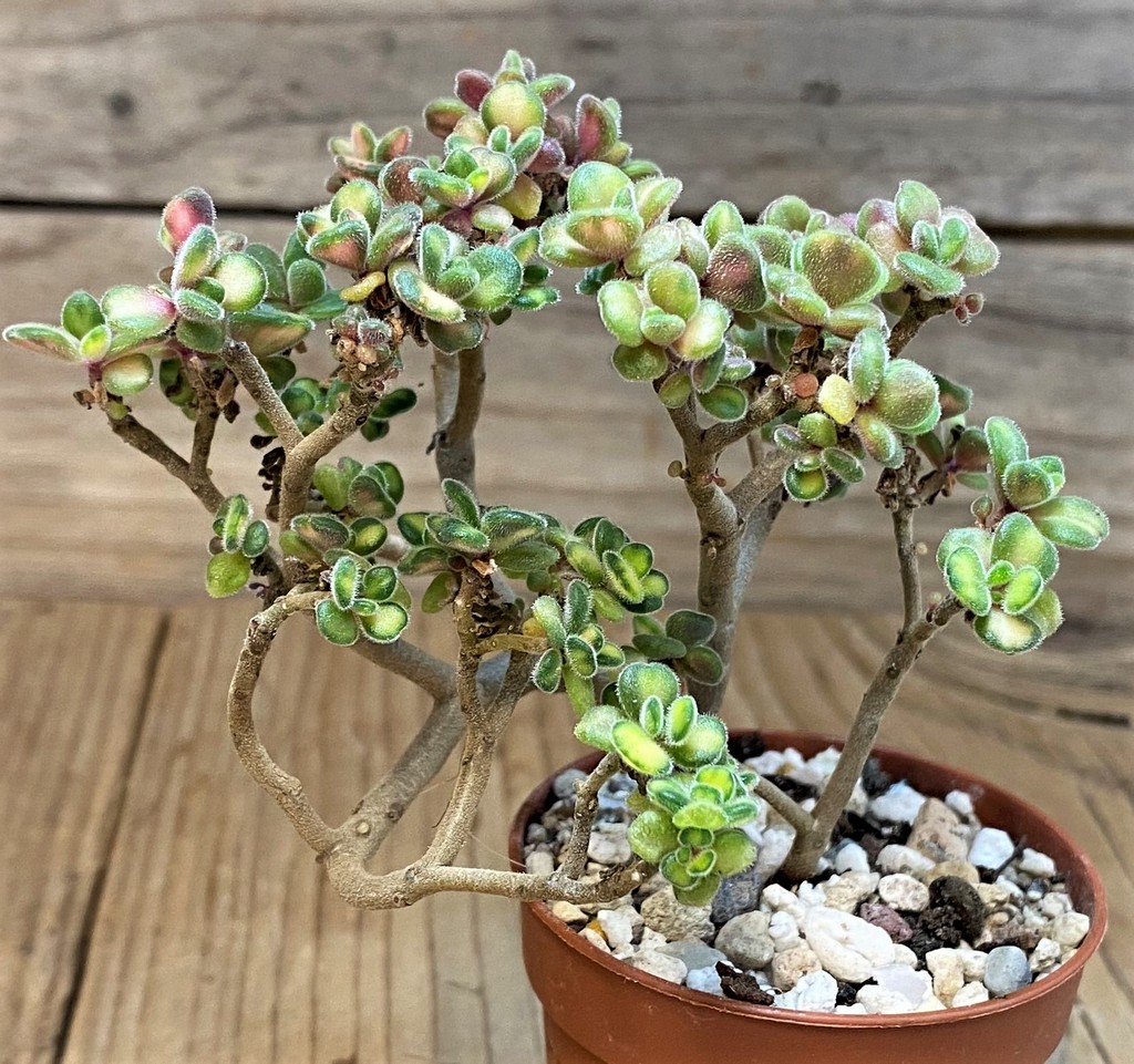 SH28473 Aeonium lindleyi f. variegata - immagine 2