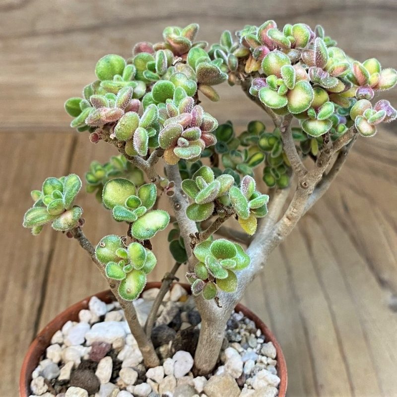 SH28473 Aeonium lindleyi f. variegata
