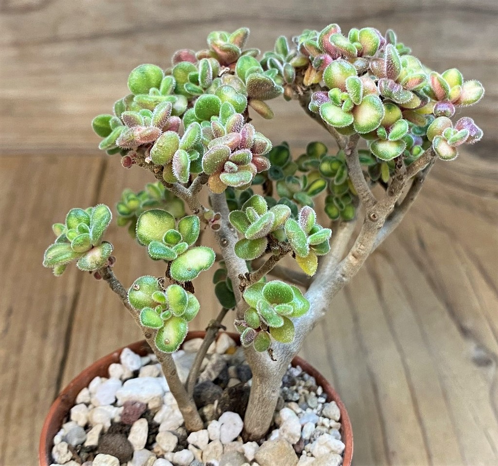 SH28473 Aeonium lindleyi f. variegata