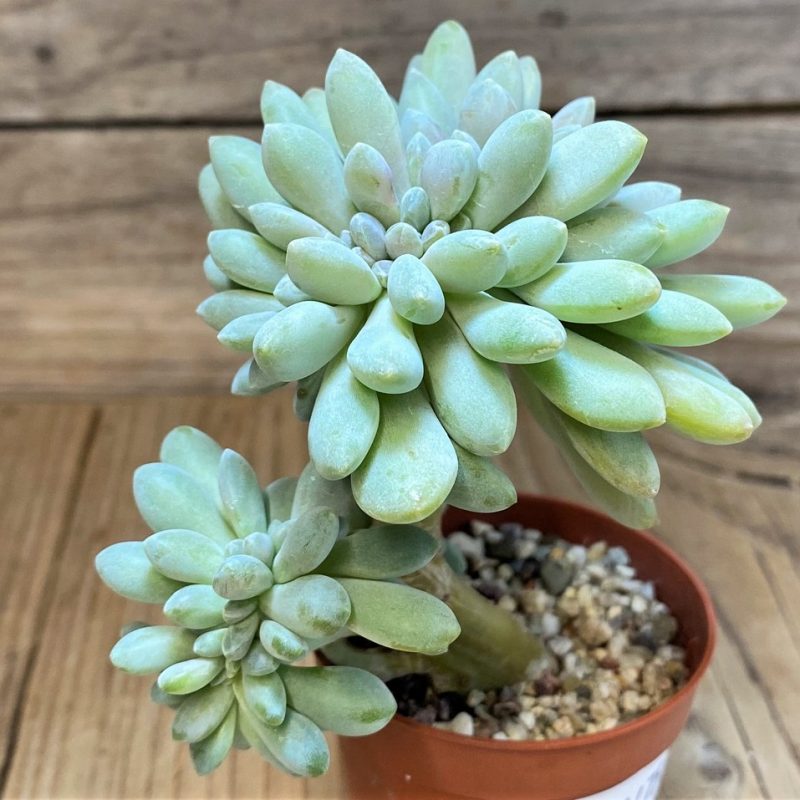 SH28475 Pachyveria ‘Clavifolia’ f. cristata