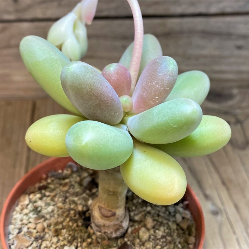 SH28477 Pachyphytum 'Bracteosum Fitkai'