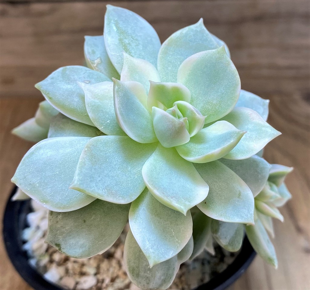 SH28478 Echeveria desmetiana f. variegata