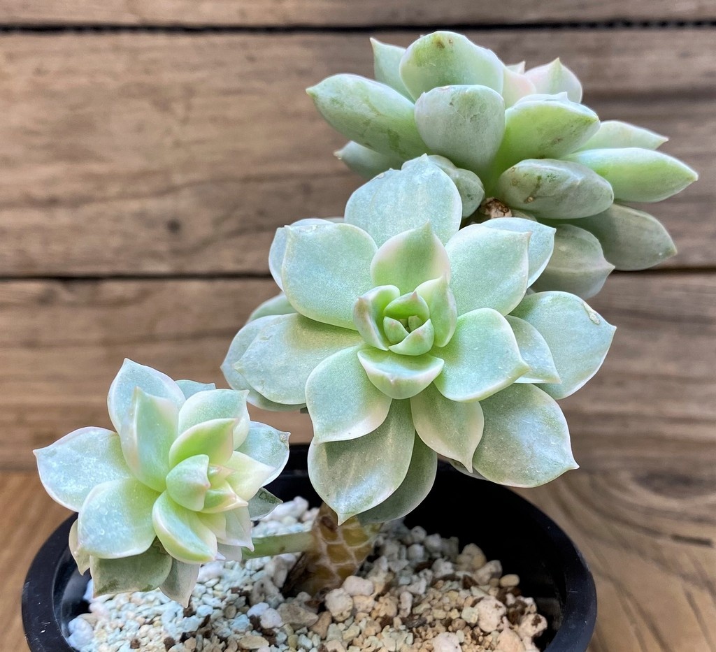 SH28478 Echeveria desmetiana f. variegata - immagine 2