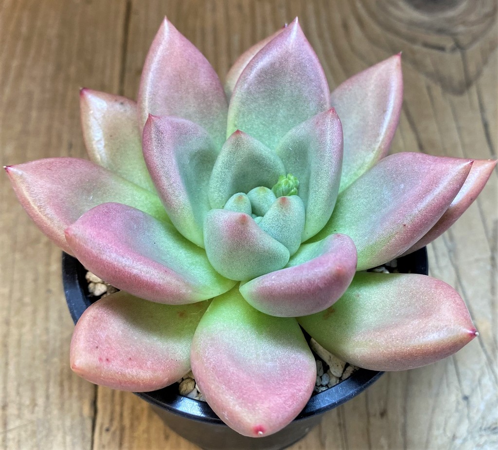 SH28480 Graptoveria 'Ruby Donna'