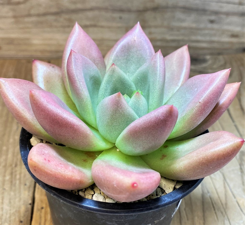 SH28480 Graptoveria 'Ruby Donna' - immagine 2