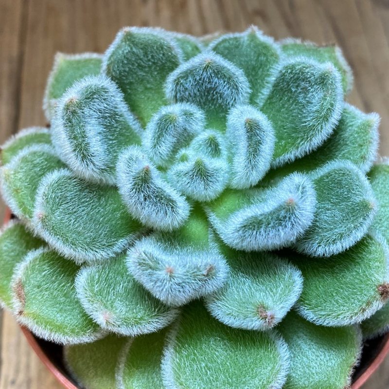 SH28481 Echeveria 'Doris Taylor'