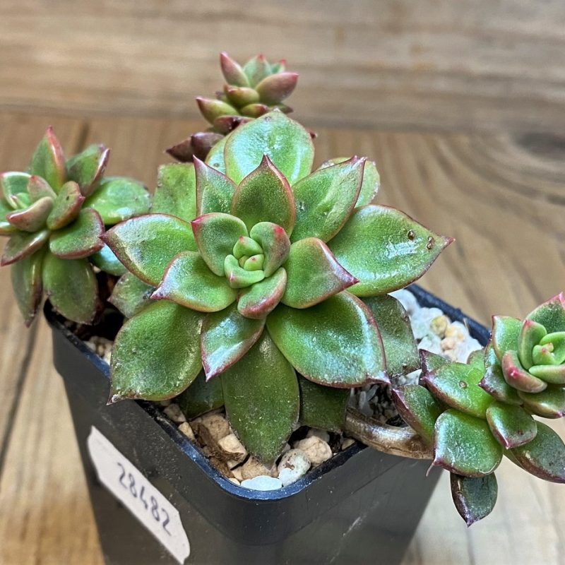 SH28482 Echeveria 'Chapote'