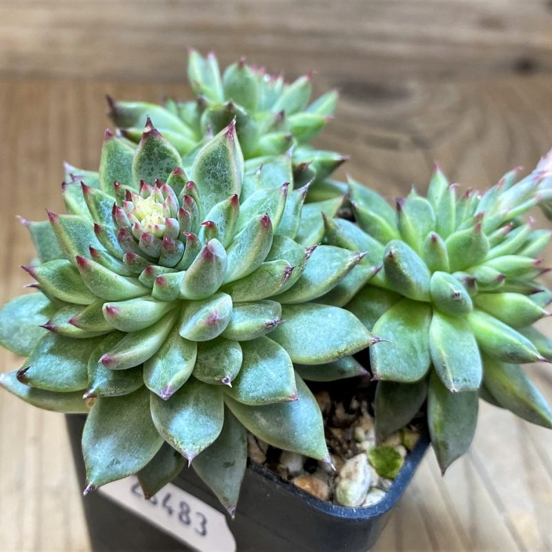 SH28483 Echeveria hybrid