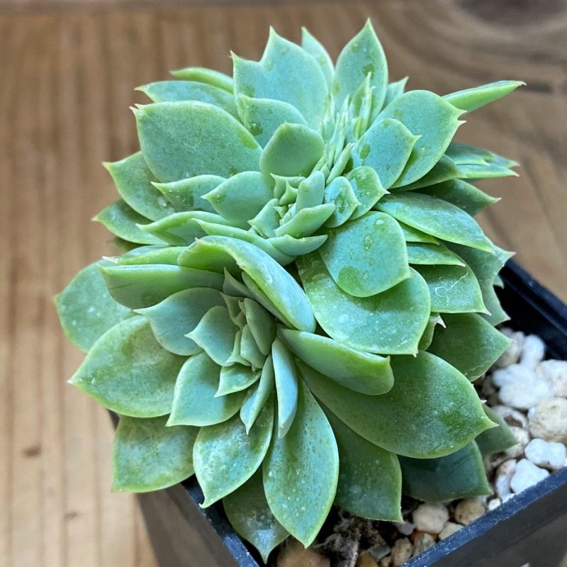 SH28484 Echeveria 'Blue Atoll' f. cristata