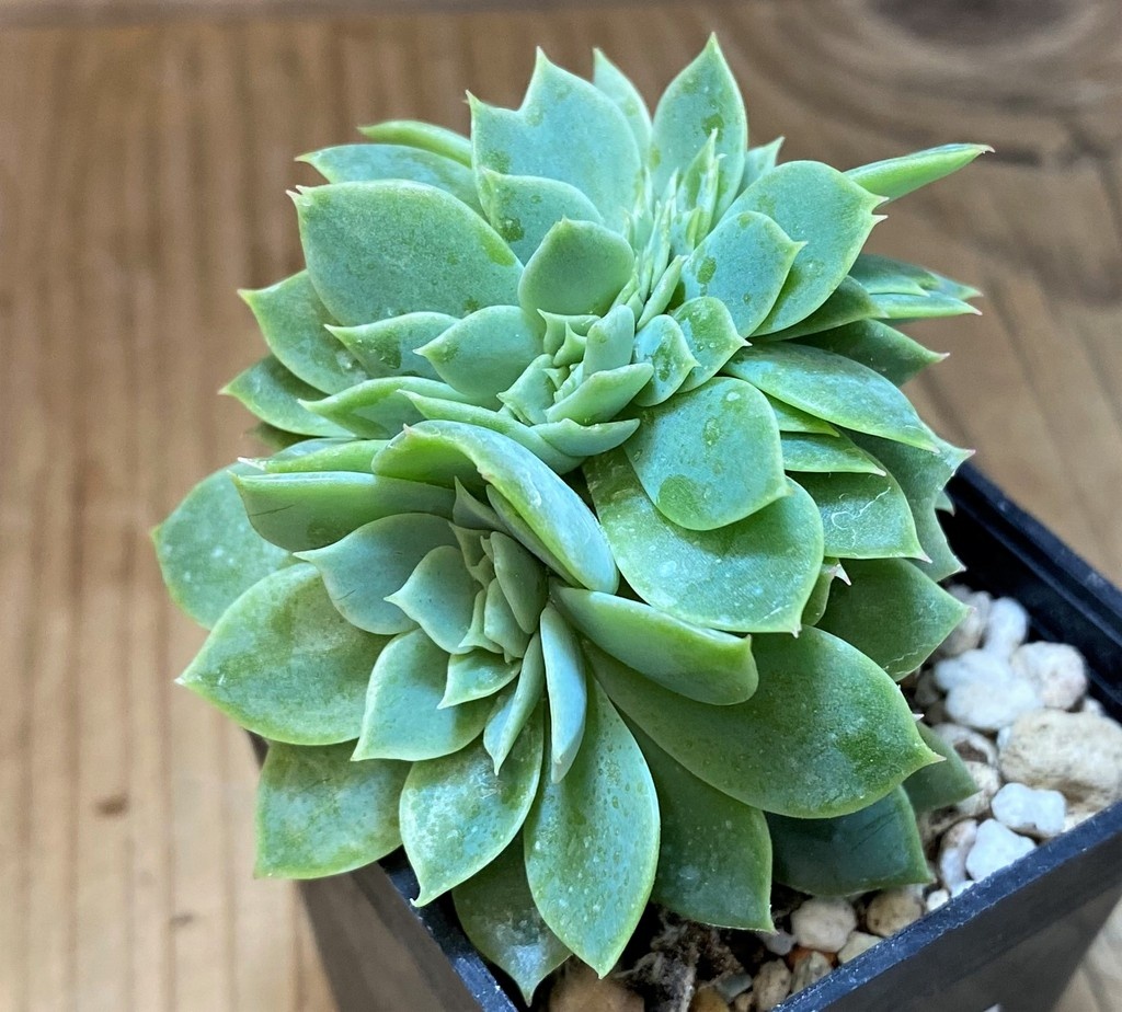 SH28484 Echeveria 'Blue Atoll' f. cristata