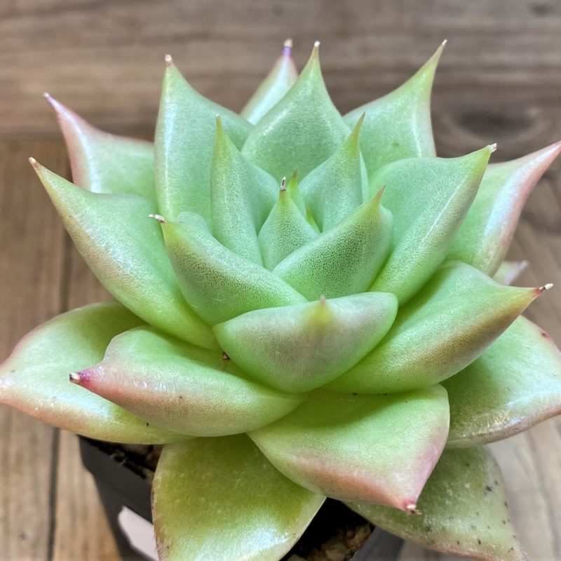 SH28486 Echeveria agavoides hybrid