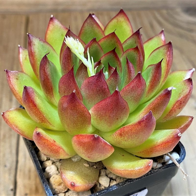 SH28487 Echeveria agavoides ‘Magic’