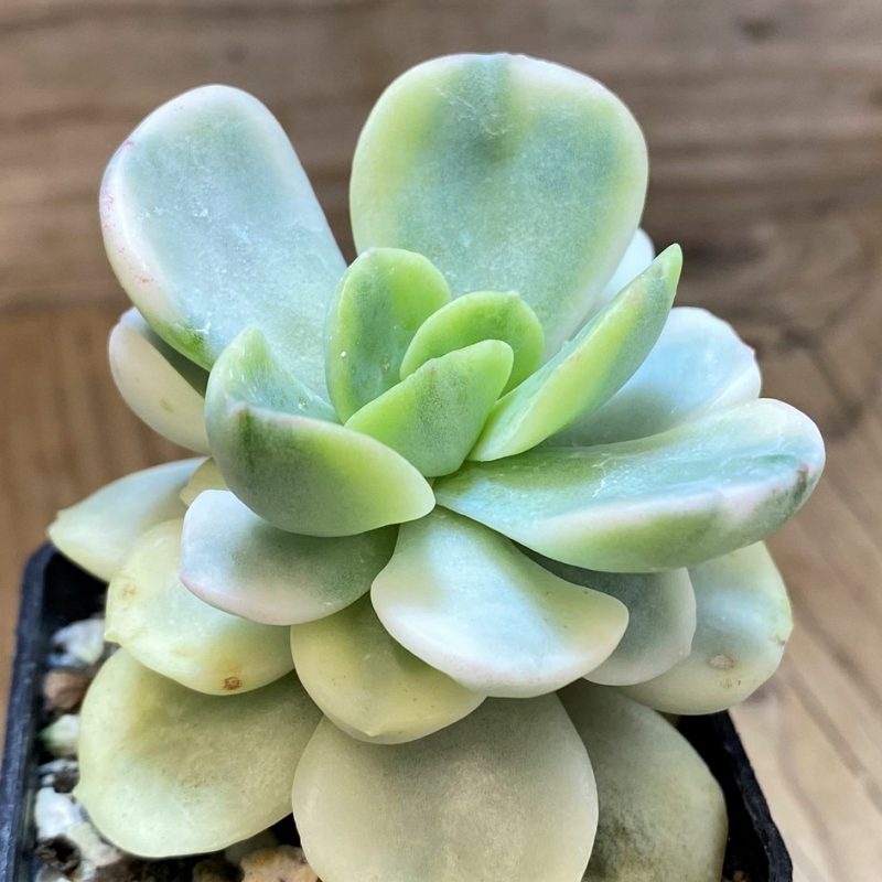 SH28489 Pachyveria hybrid f. variegata