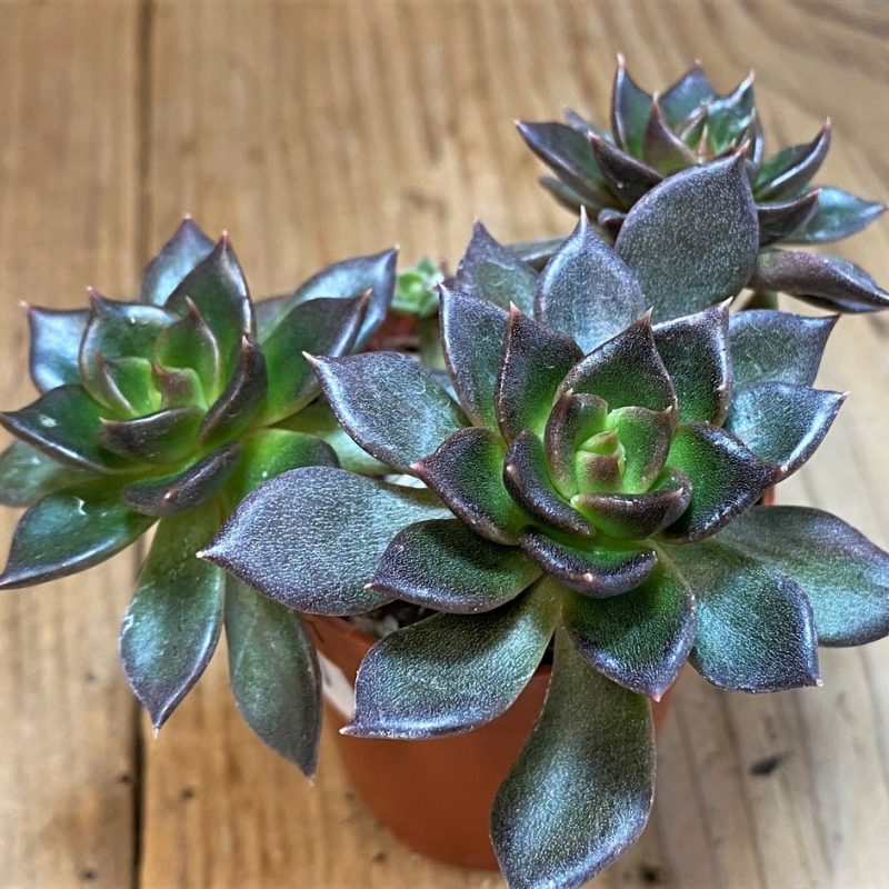 SH28490 Echeveria 'Black Prince'