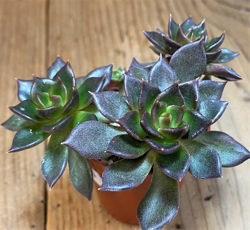 SH28490 Echeveria 'Black Prince'