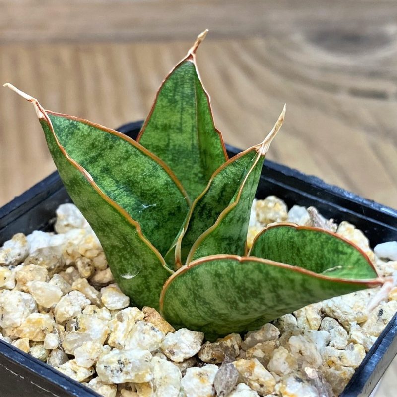 SH28435 Sansevieria ‘Snow Lotus'