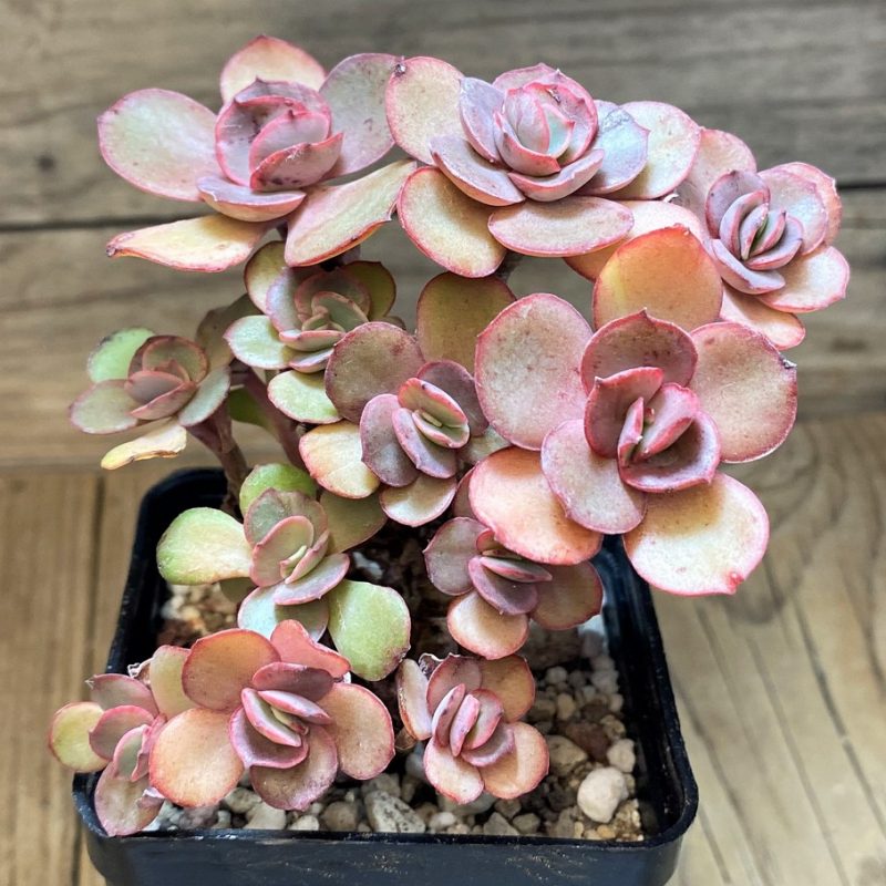 SH28491 Echeveria ‘Suyon’
