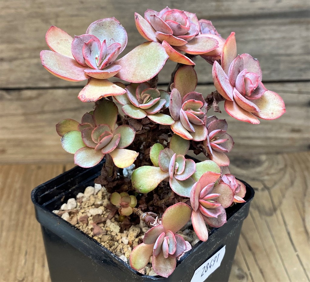 SH28491 Echeveria ‘Suyon’ - Image 2