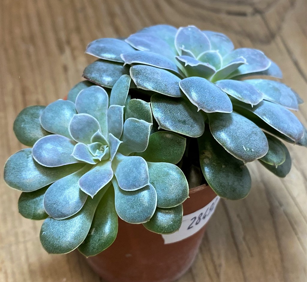 SH28492 Echeveria diffractens - Image 2