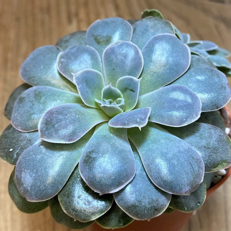 SH28492 Echeveria diffractens