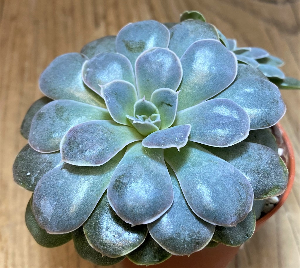 SH28492 Echeveria diffractens