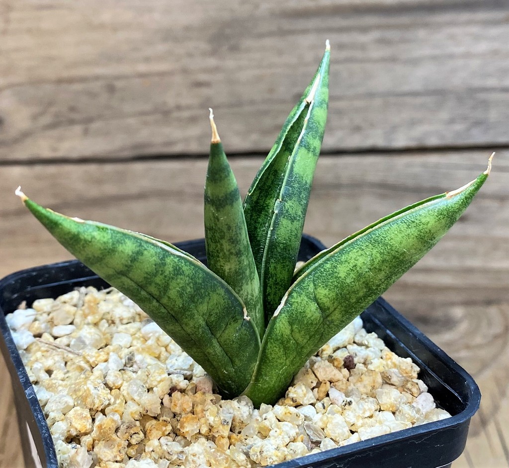 SH28436 Sansevieria 'Pagoda'