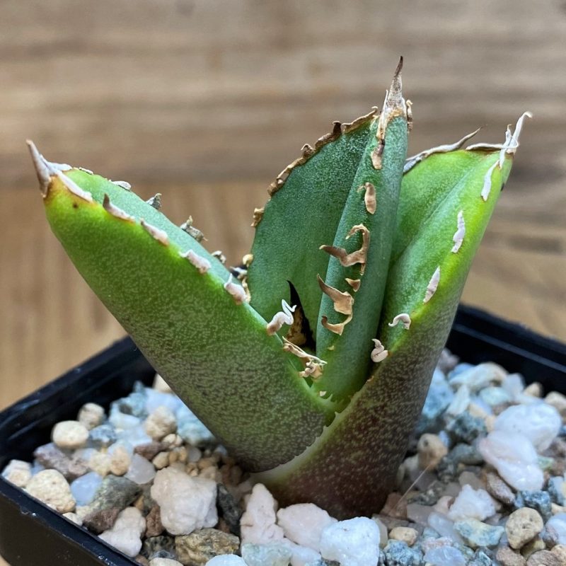 SH28437 Agave titanota 'White Thorusel'