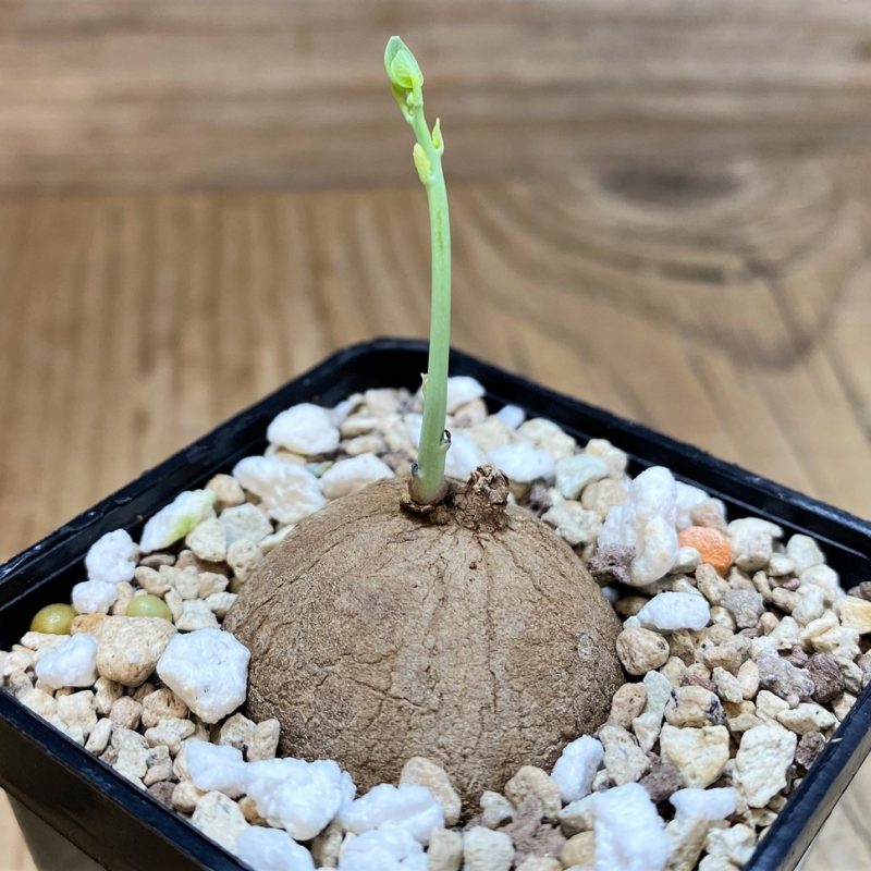 SH28438 Stephania erecta