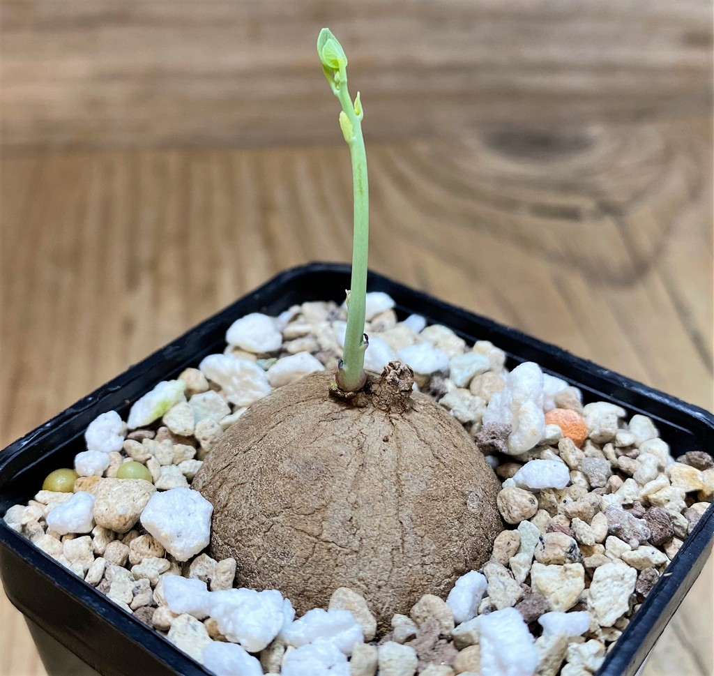 SH28438 Stephania erecta