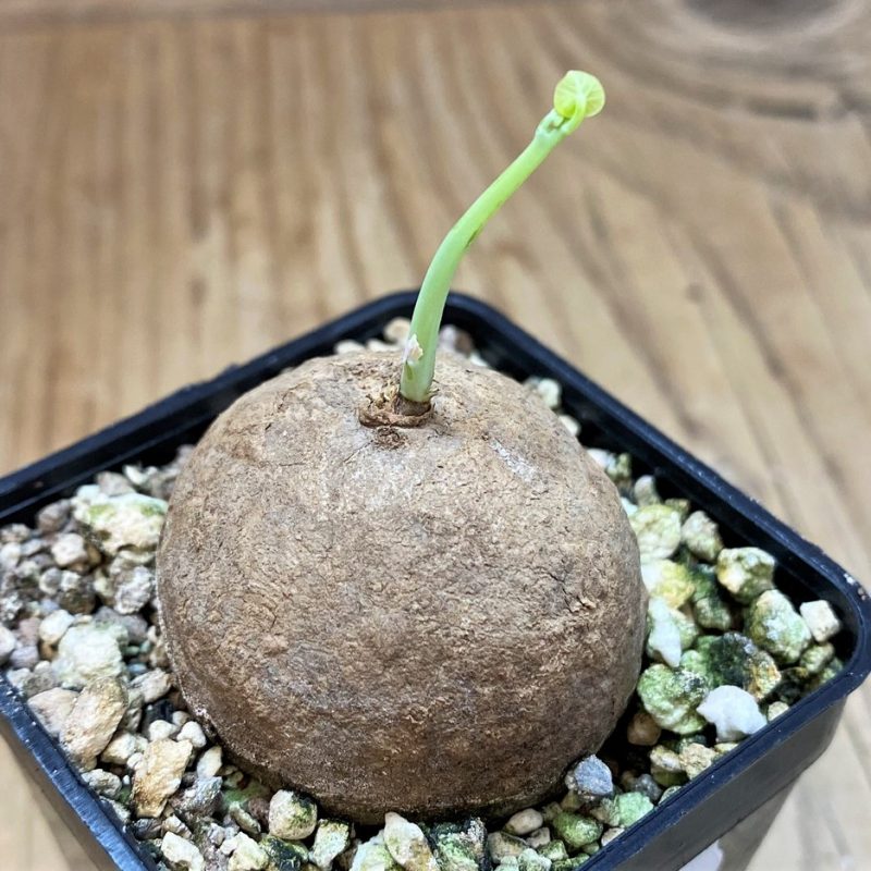 SH28439 Stephania erecta