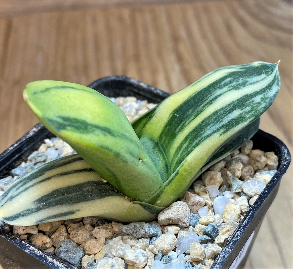SH28430 Gasteria glomerata v. variegata – Bild 2