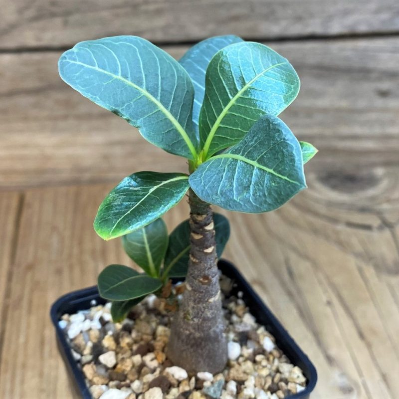 SH28441 Adenium arabicum ‘Black Body’