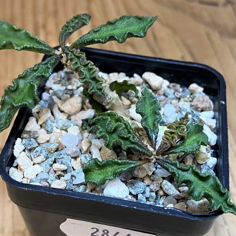 SH28443 Euphorbia decaryi v. spirosticha