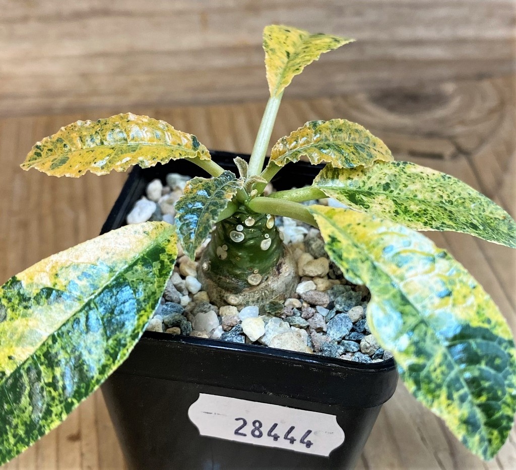 SH28444 Dorstenia hybrid f. variegata