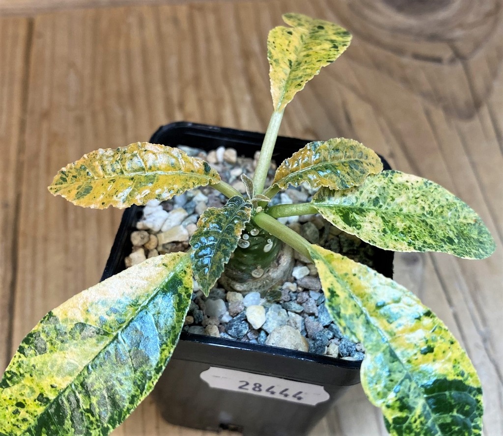 SH28444 Dorstenia hybrid f. variegata - Imagen 2