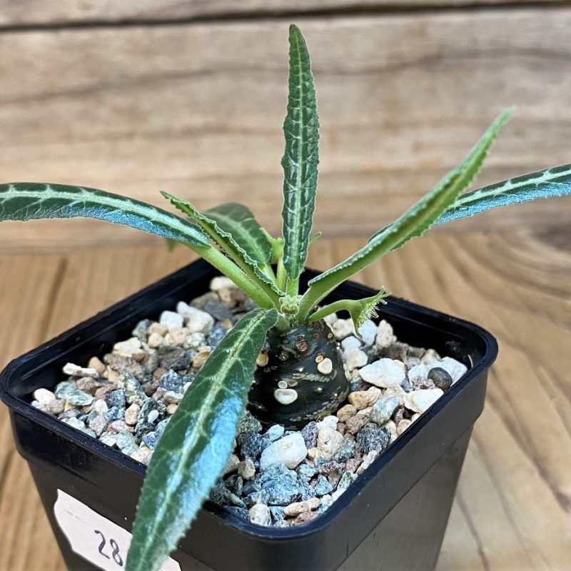 SH28446 Dorstenia lancifolia