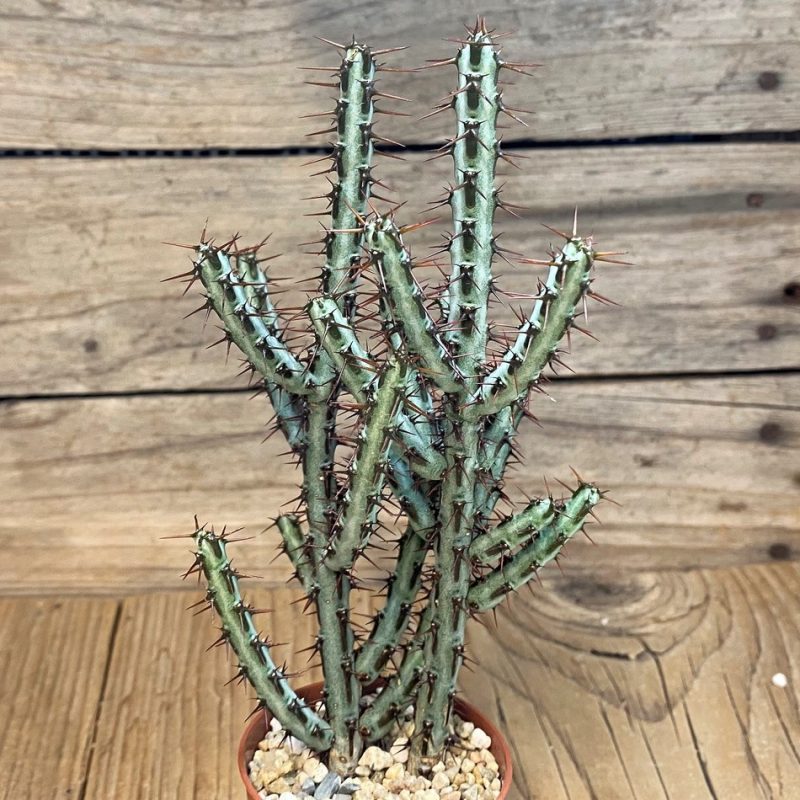 SH28447 Euphorbia aeruginosa