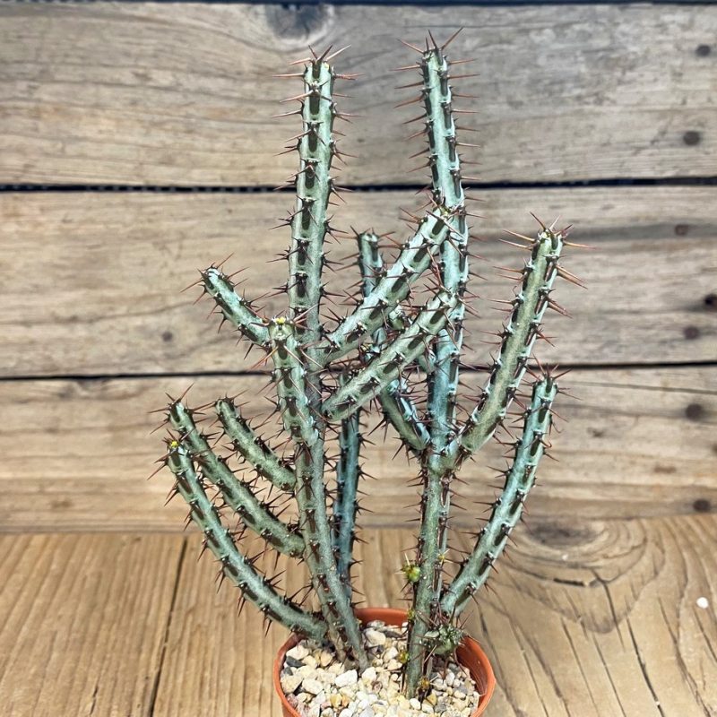 SH28448 Euphorbia aeruginosa