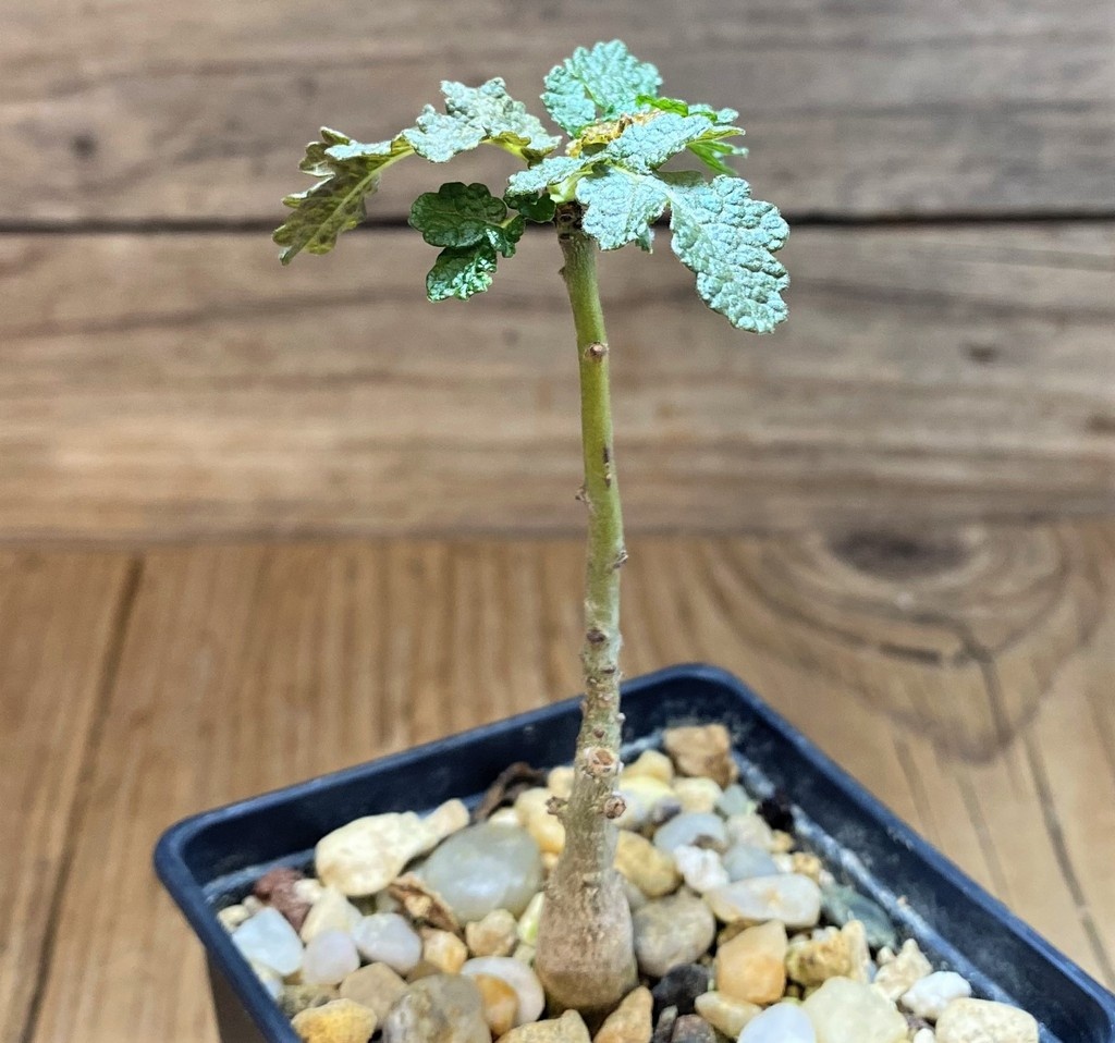 SH28450 Boswellia bullata – Bild 2