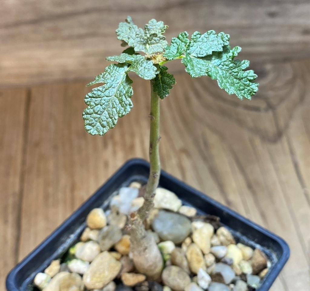 SH28450 Boswellia bullata