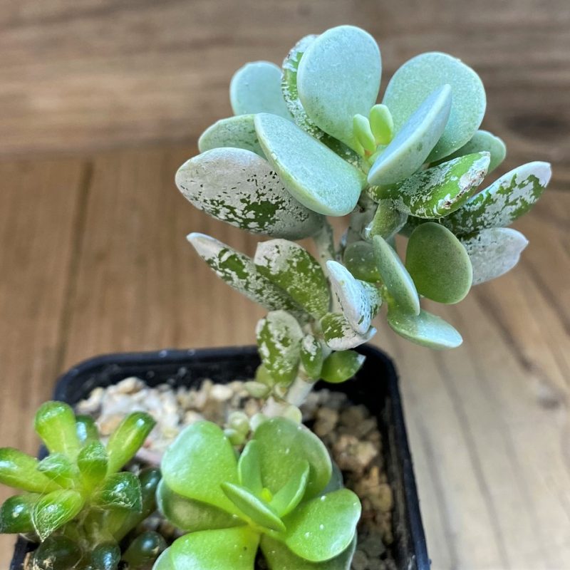 SH28452 Cotyledon orbiculata 'Silver Peak' hybrid