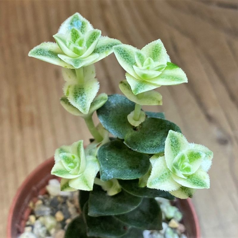 SH28454 Crassula perforata f. variegata