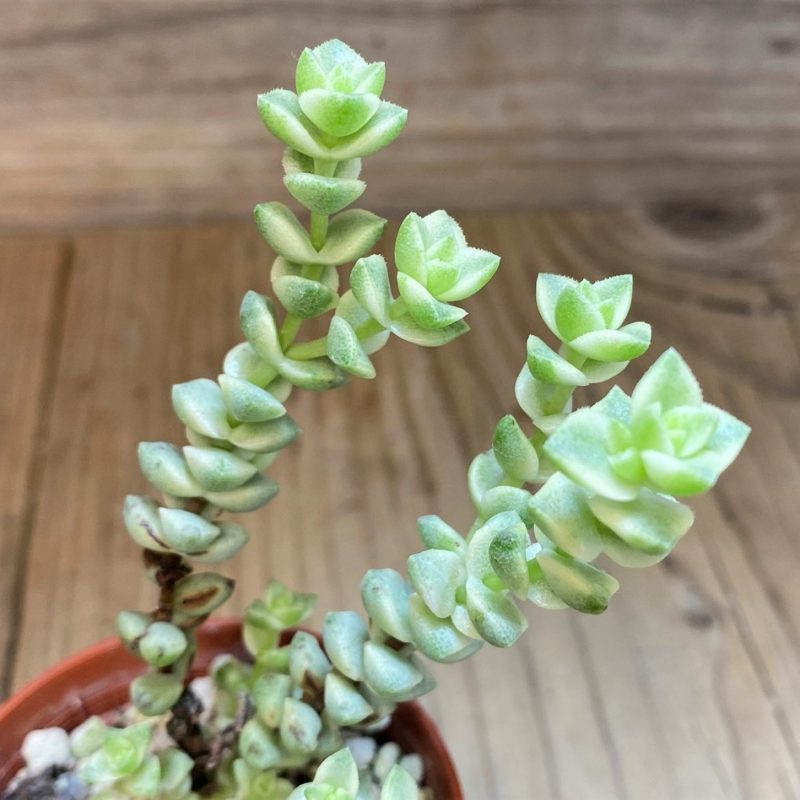 SH28455 Crassula marnieriana ‘Tom Thumb’ f. variegata