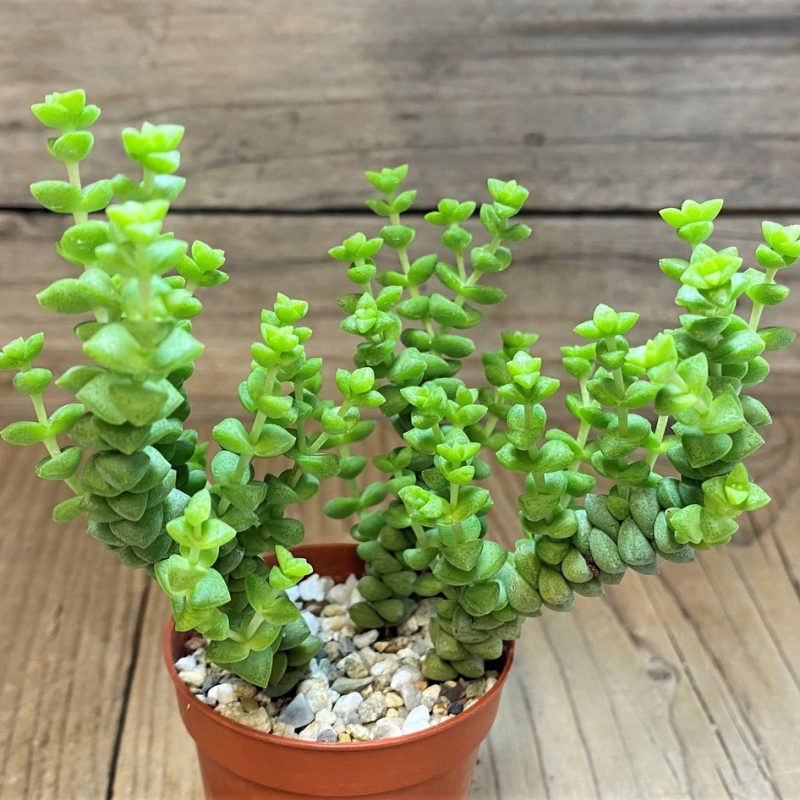 SH28457 Crassula marnieriana ‘Tom Thumb’